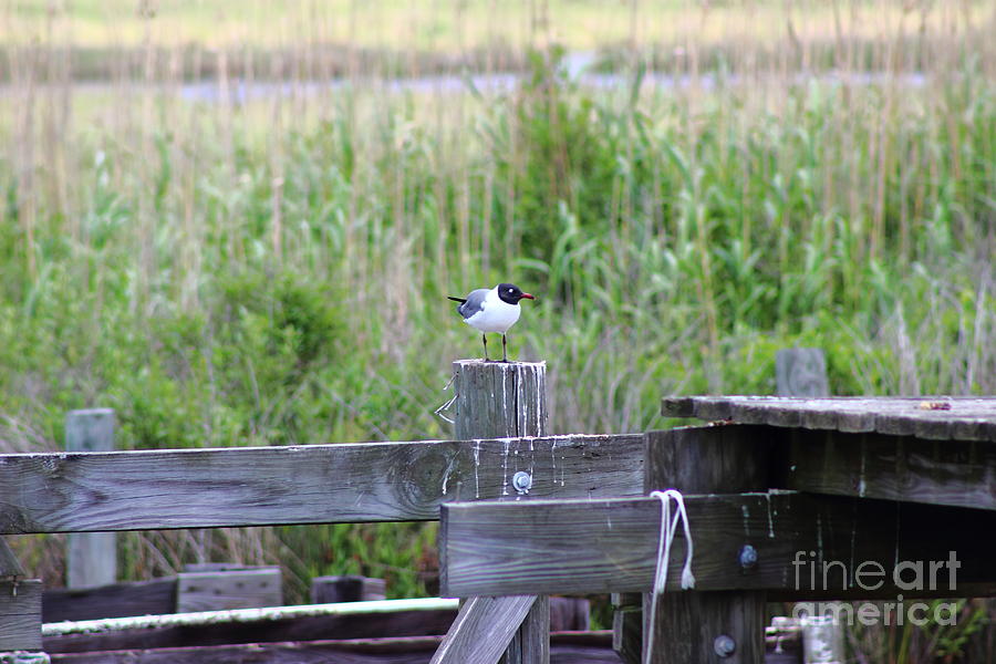Bird on Bayou Post Photograph by Andre Turner