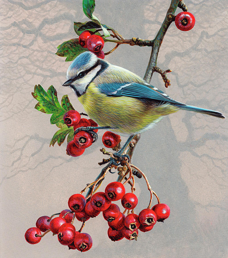Bird On Branch With Berries, Blue Tit Photograph by Ikon Ikon Images