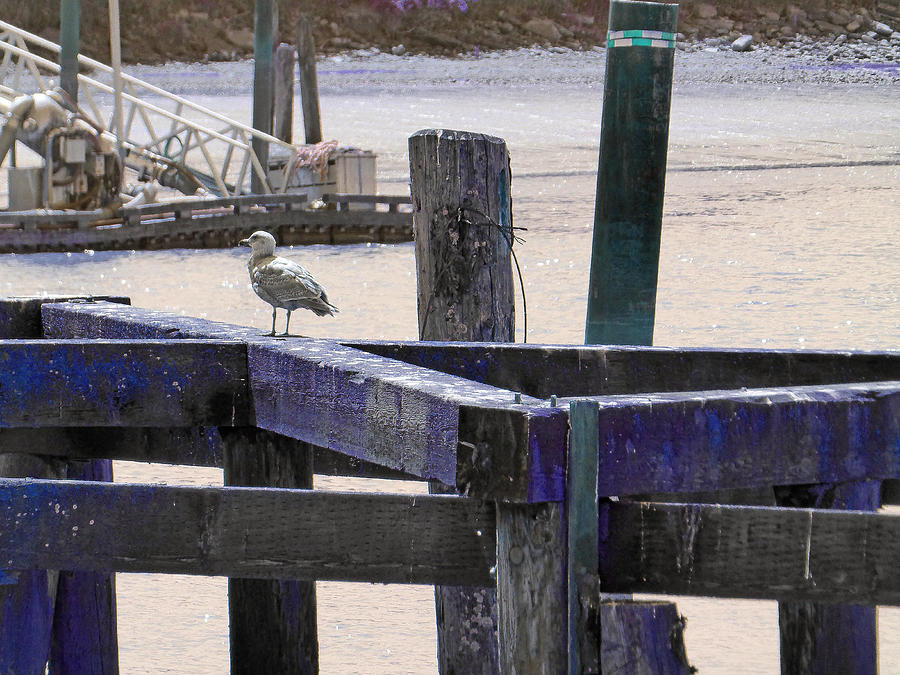 Seagull on Pier Blue Photograph by Laurie Tsemak