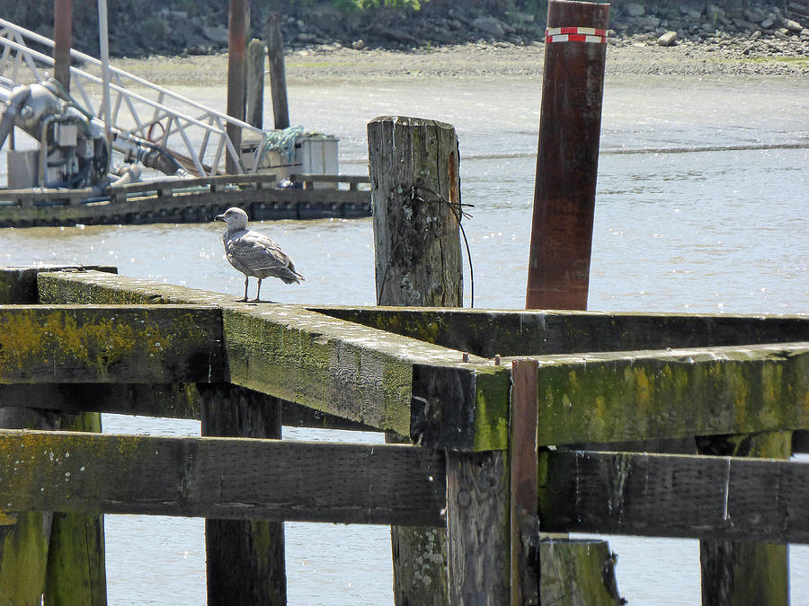 Seagull on Pier 2 Photograph by Laurie Tsemak