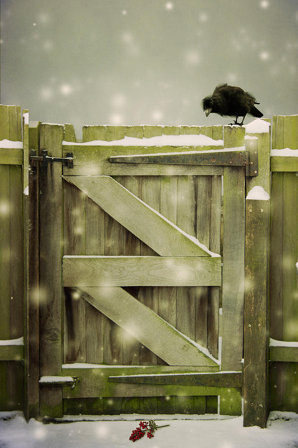Bird On A Gate In The Snow Photograph by Ethiriel Photography