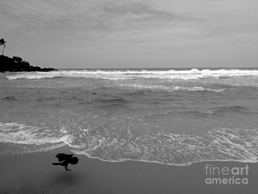 Bird on Kovalam Beach Photograph by Mini Arora