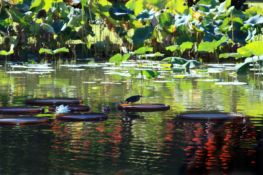 Bird on Lily Pad Painting by John Lautermilch
