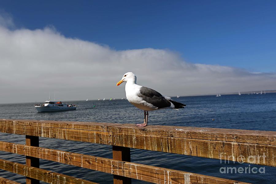 Bird on Monterey Pier Photograph by Betty Morgan