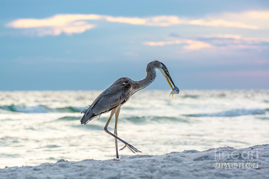 Fish Photograph - Bird on Panama City Beach by Joe Spedale jr