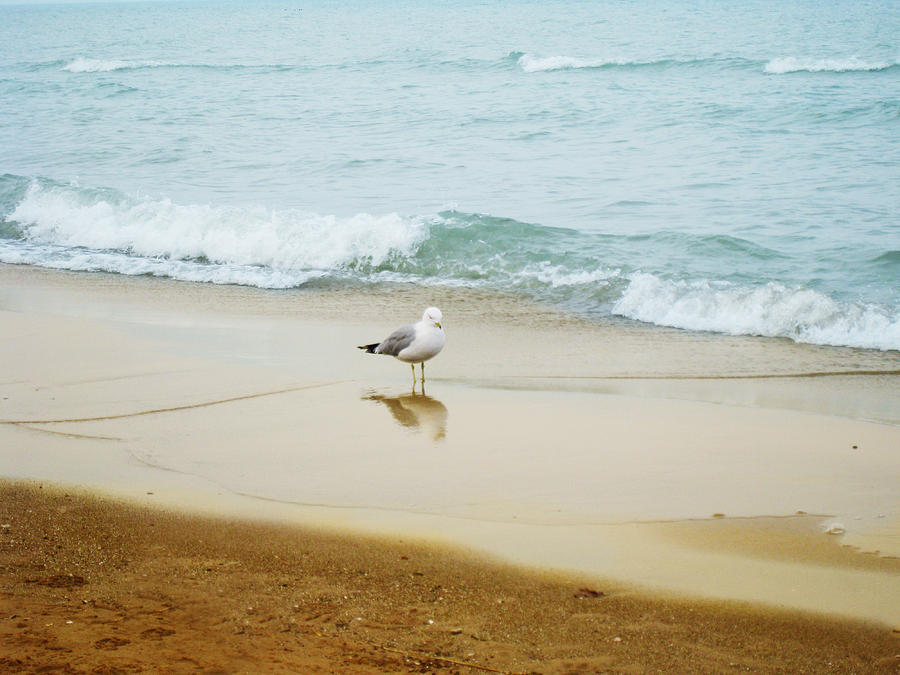Bird On The Beach Photograph by Milena Ilieva