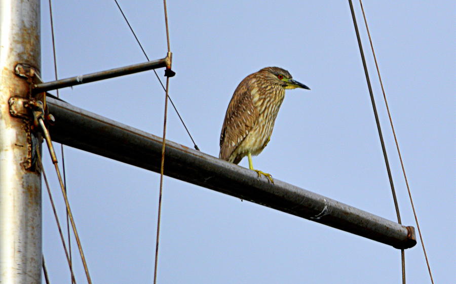 Bird on the Mast Photograph by AJ  Schibig