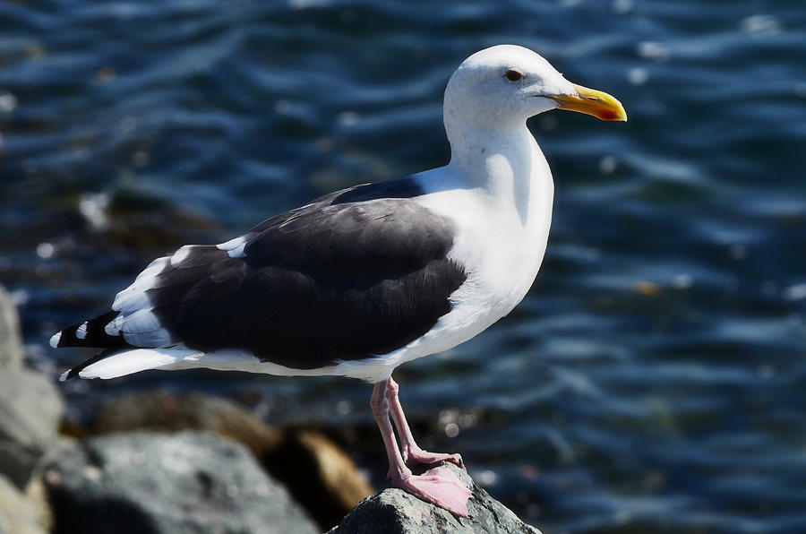 Bird On The Rock Photograph by See My Photos Fine Art America