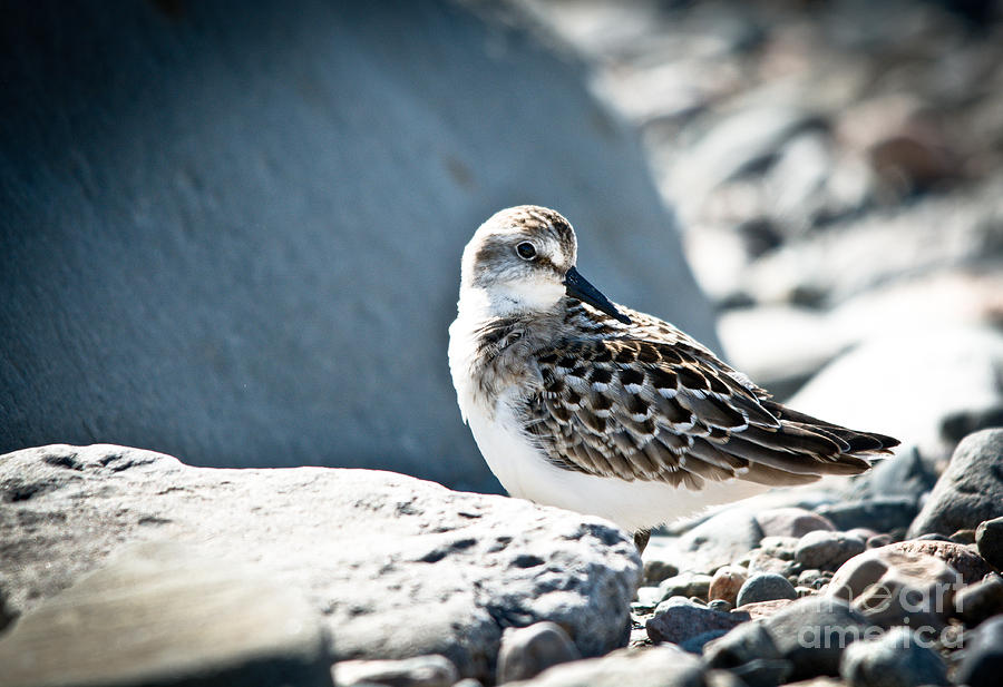 Bird on the rocks Photograph by Cheryl Baxter
