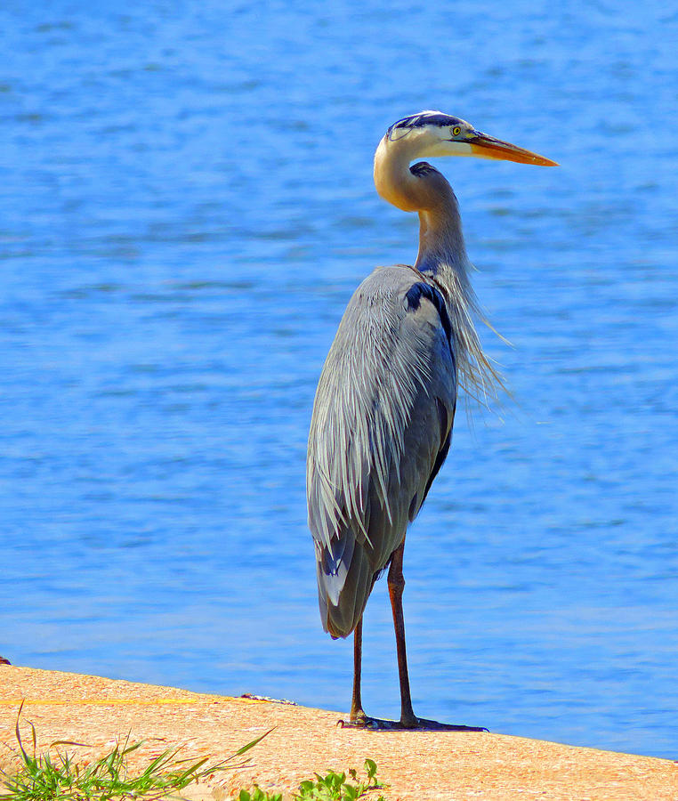 Bird on the Water Photograph by Cathy Jourdan - Fine Art America