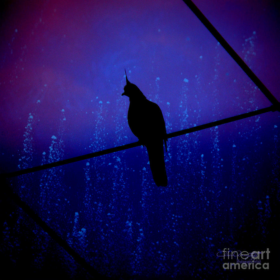 Bird on the wire ... Photograph by Chris Armytage