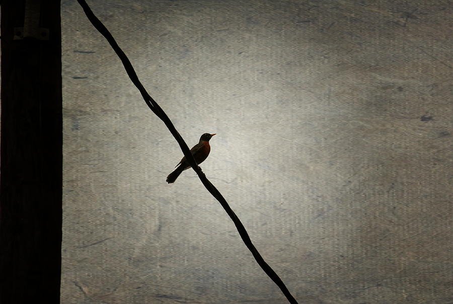 Bird On The Wire Photograph by Ester McGuire