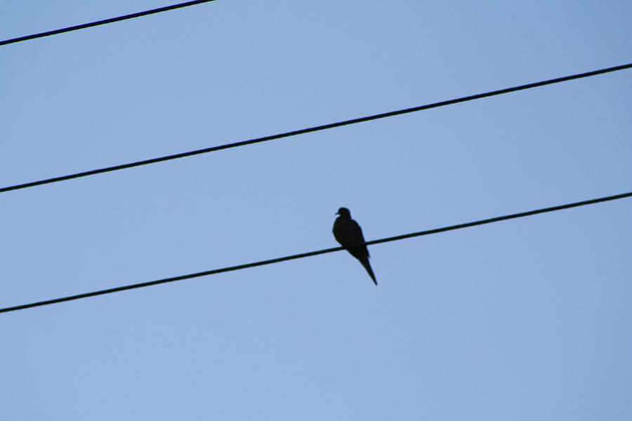 Bird on the Wire Photograph by Michele Wilson