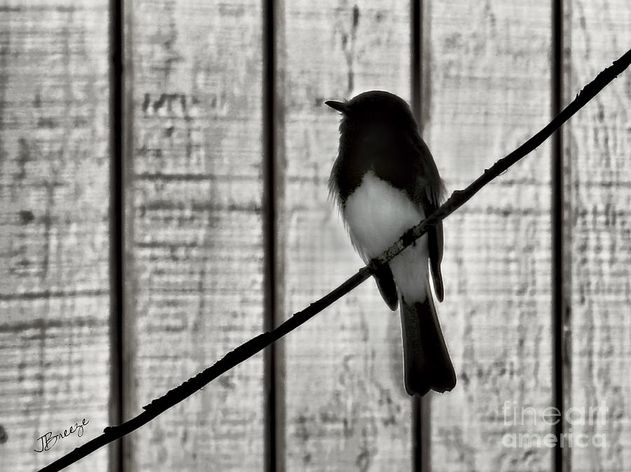 Bird on a Wire II Photograph by Jennie Breeze