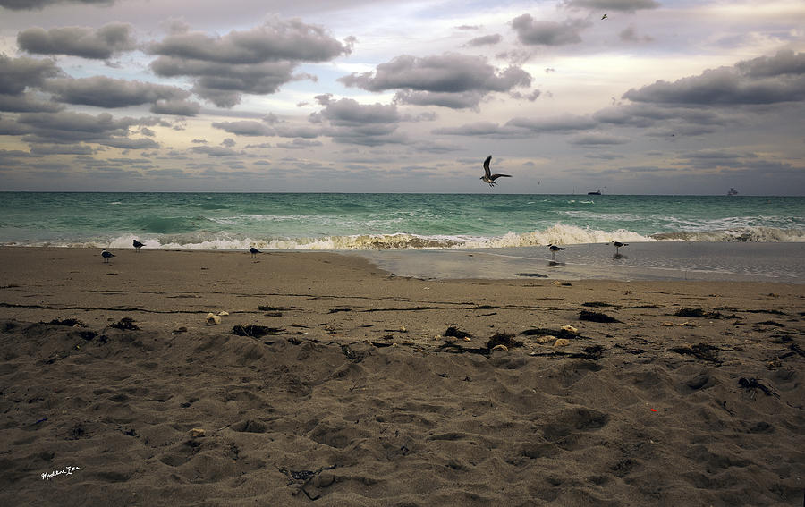 Bird Over Miami Beach - Florida Photograph by Madeline Ellis