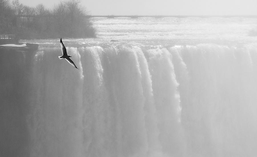 Bird over Niagara Falls Photograph by Arkady Kunysz