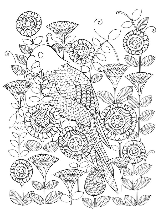 Black And White Drawing - Bird Parrot by MGL Meiklejohn Graphics Licensing