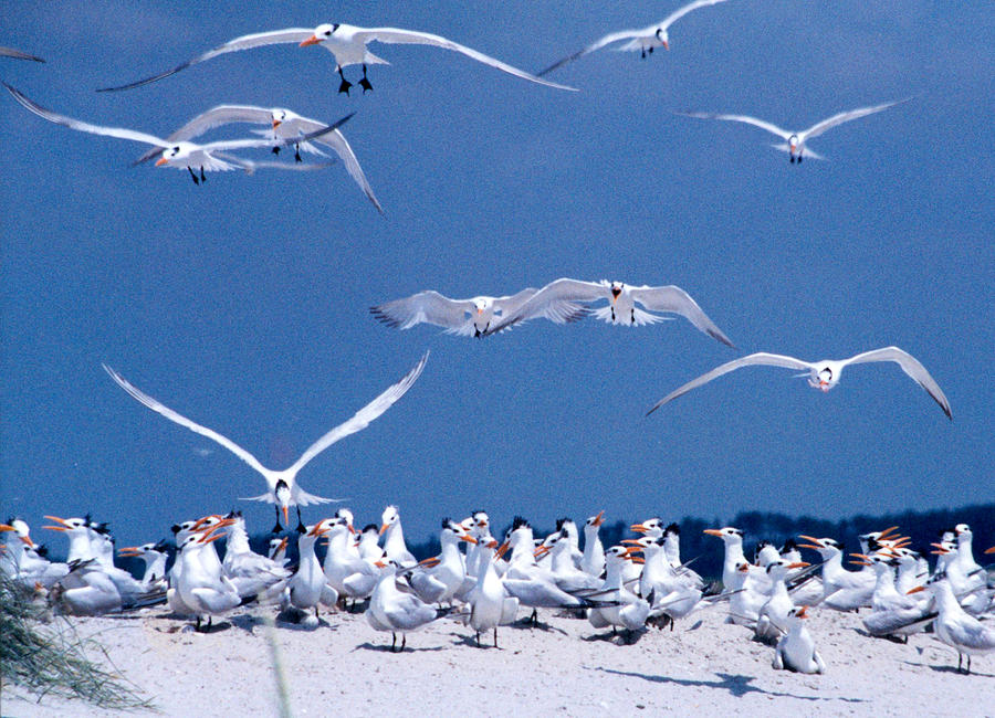 Bird Party Photograph by Jean Wolfrum