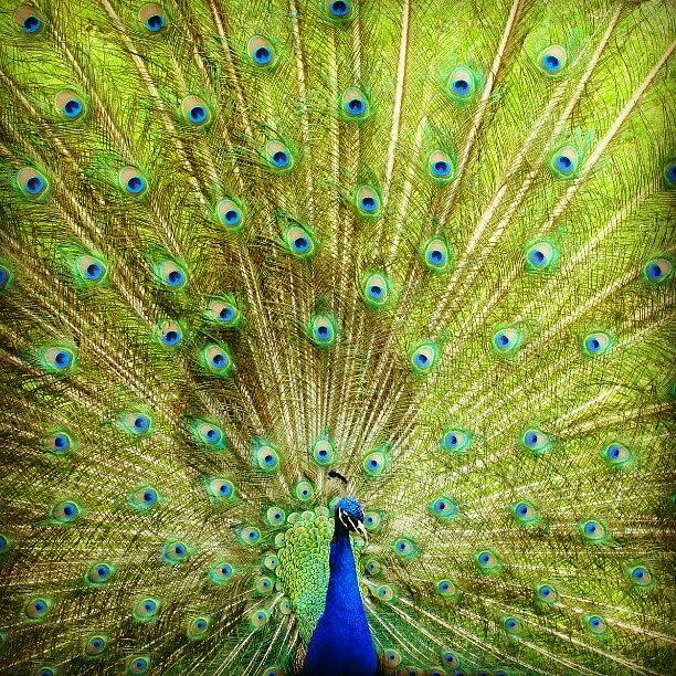 Peacock Photograph - #bird #peacock #bronxzoo #zoo #wild by Cajeton Clint