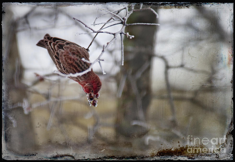 Bird Photograph - Bird Picking Berry by David Arment Bird Photograph - Bird Picking Berry by David Arment
