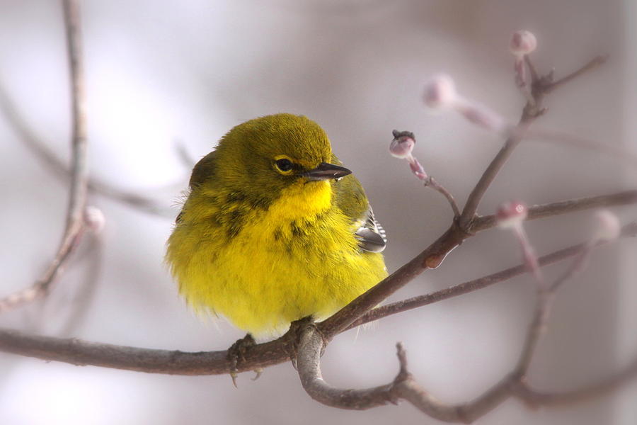 Bird - Pine Warbler - Yellow Beauty Photograph by Travis Truelove