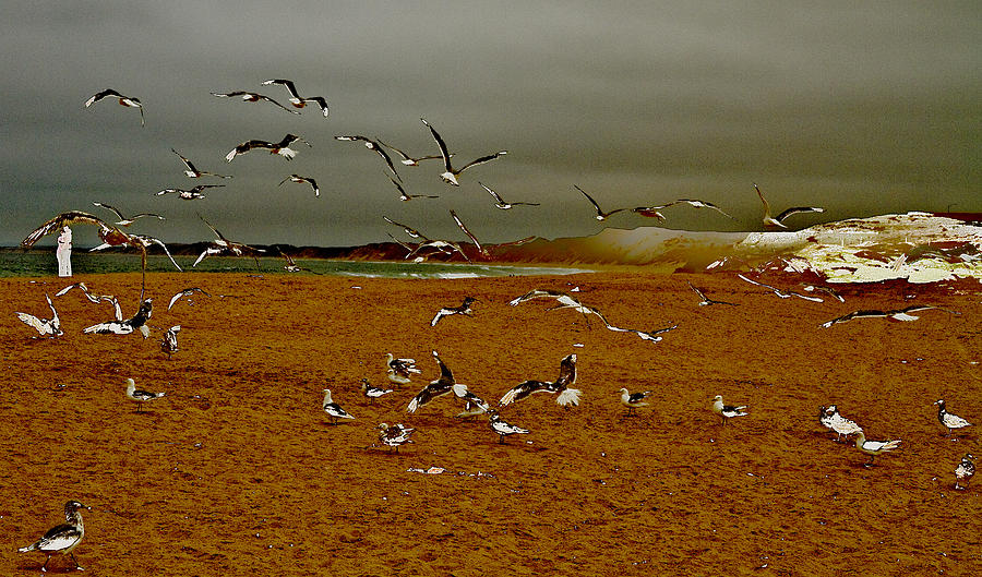 Bird Play Photograph by Tom Kelly
