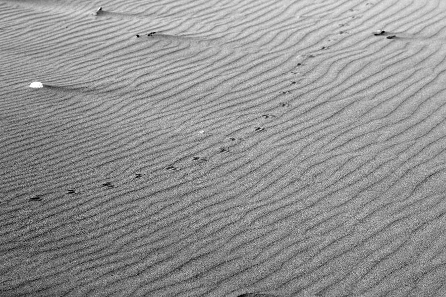 Bird Prints on Beach Photograph by Josh Bryant