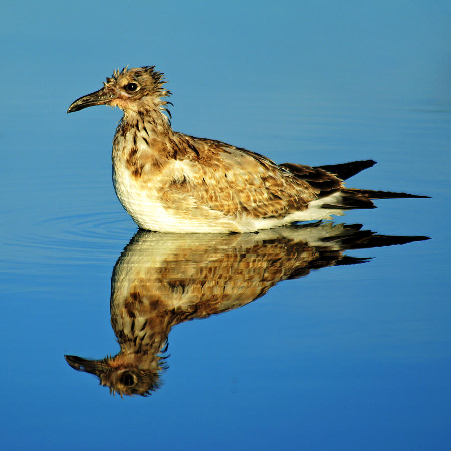 Bird Reflection Photograph by Daniel Woodrum
