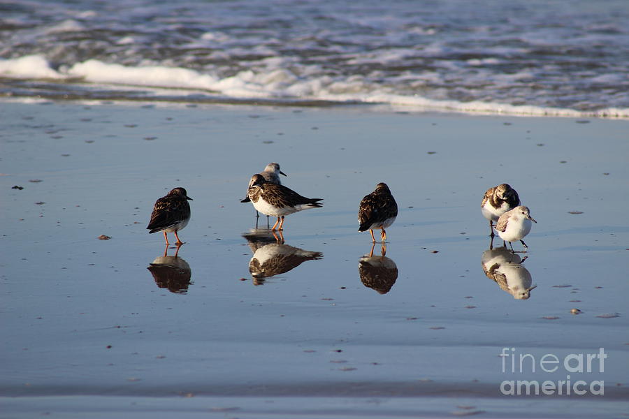 Bird Reflections Photograph by Andre Turner