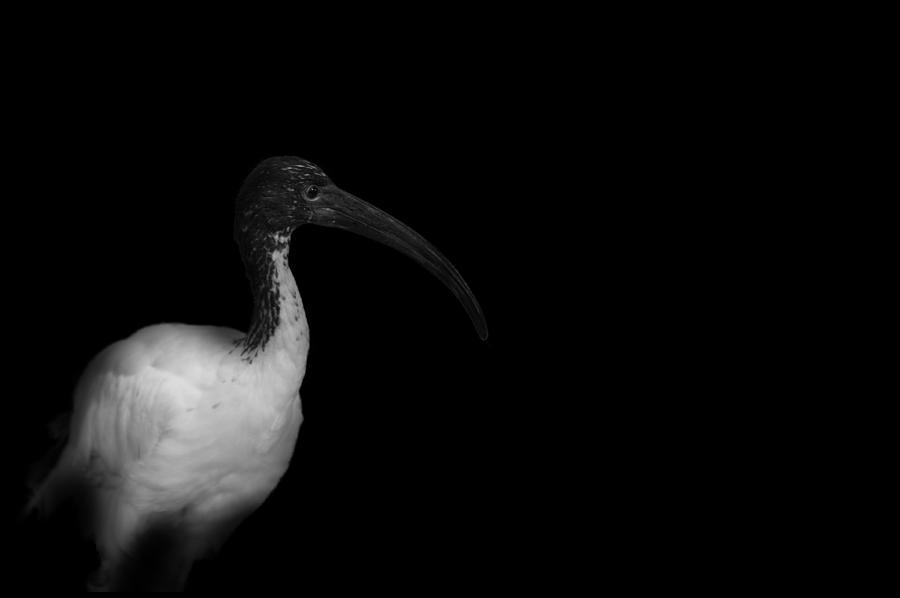 Black And White Photograph - Bird by Roarshack Photography