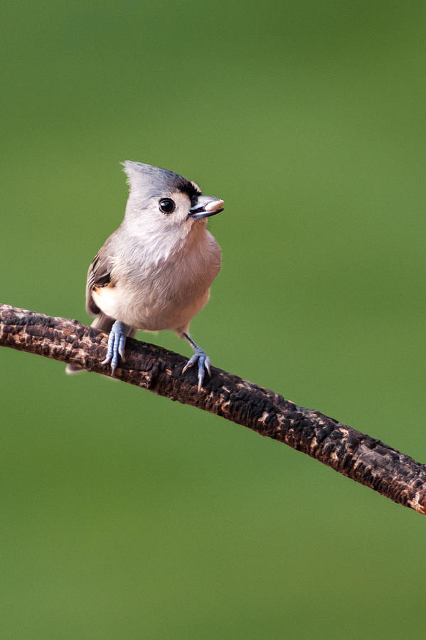 Bird Photograph - Bird Seed by Paul Johnson Bird Photograph - Bird Seed by Paul Johnson