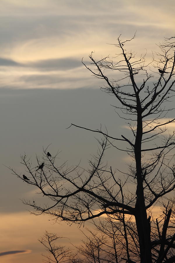 Bird Photograph - Bird Silhouette 10 by Cathy Lindsey