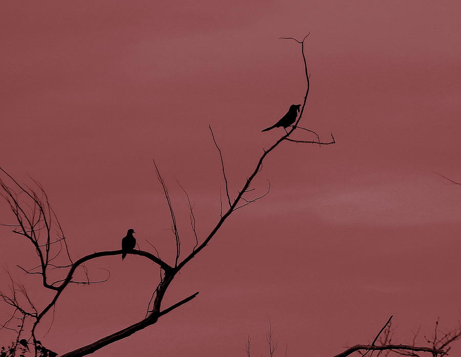 Bird Photograph - Bird Silhouette 13 by Cathy Lindsey