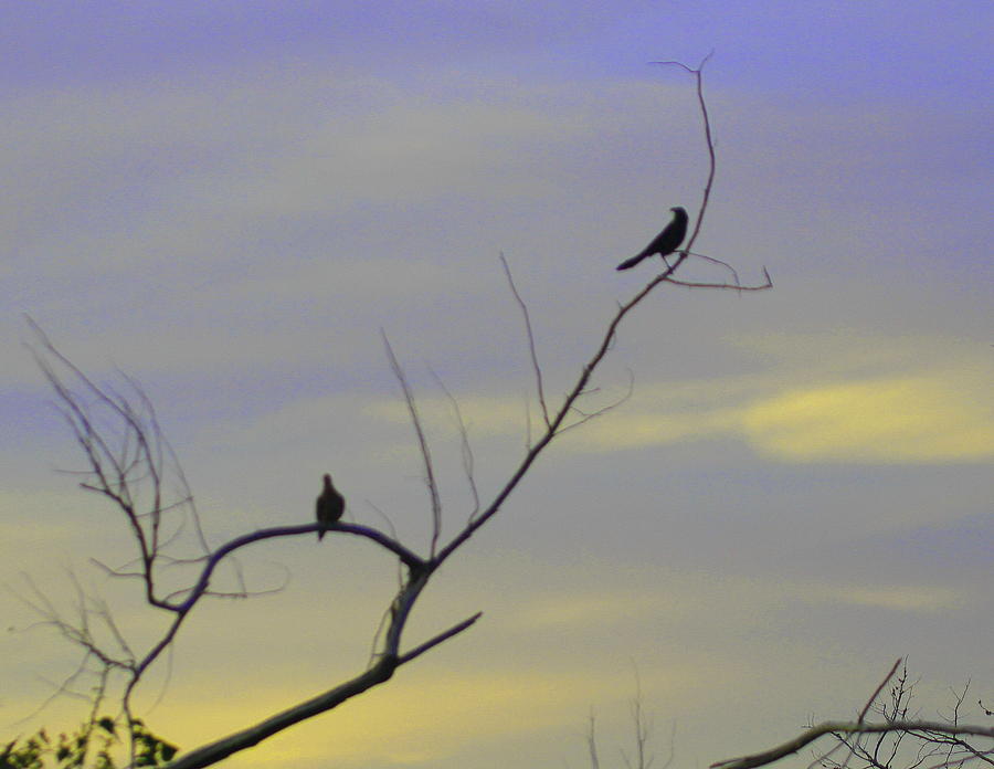 Bird Photograph - Bird Silhouette 2 by Cathy Lindsey