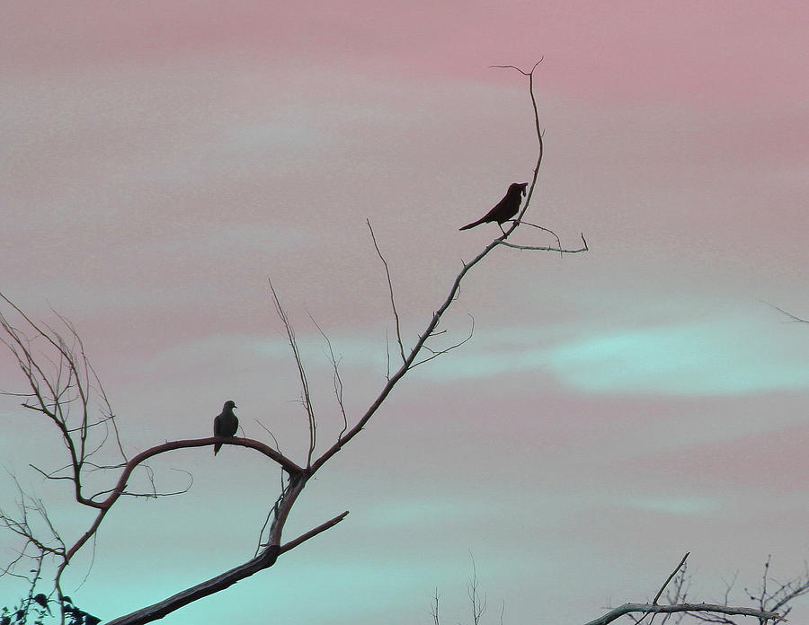 Bird Photograph - Bird Silhouette 3  by Cathy Lindsey