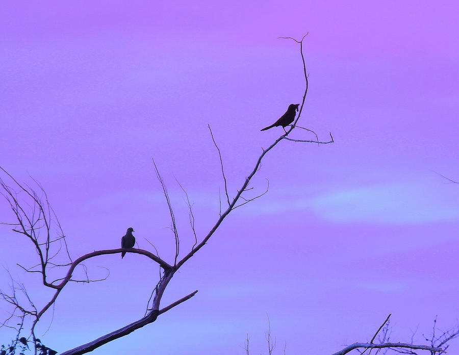 Bird Photograph - Bird Silhouette 4 by Cathy Lindsey