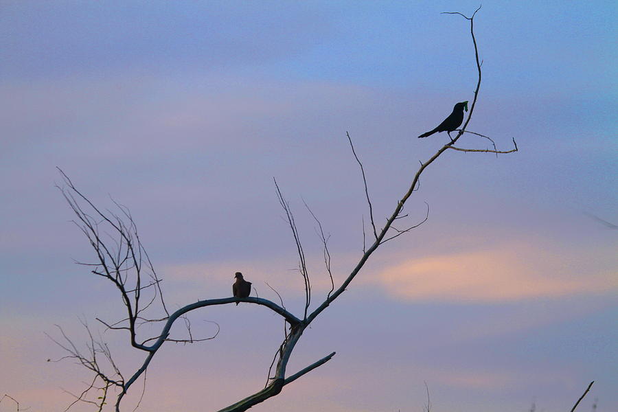 Bird Photograph - Bird Silhouette 5 by Cathy Lindsey
