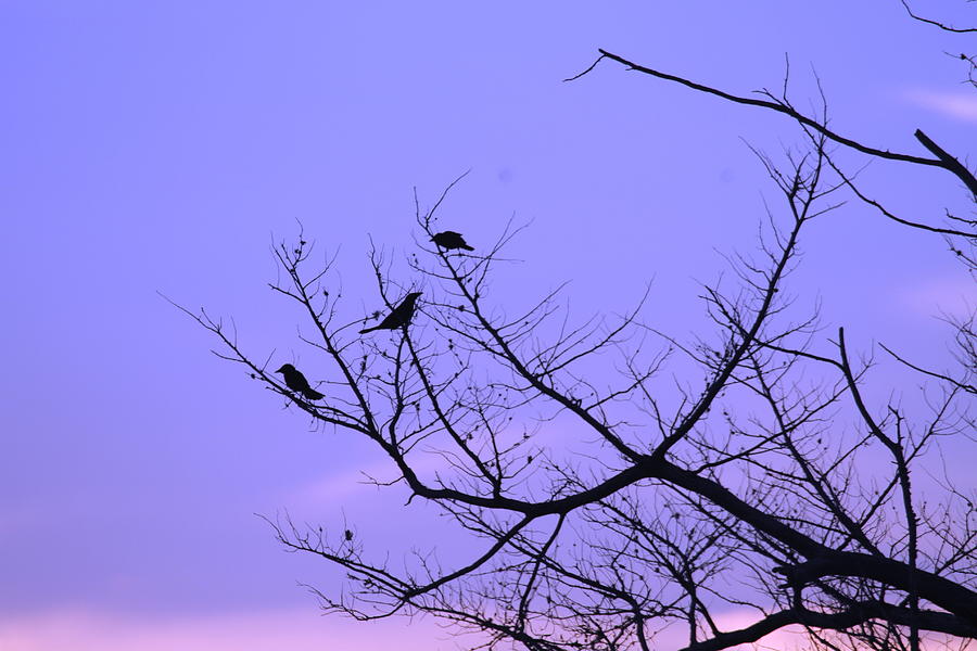 Bird Photograph - Bird Silhouette 6  by Cathy Lindsey