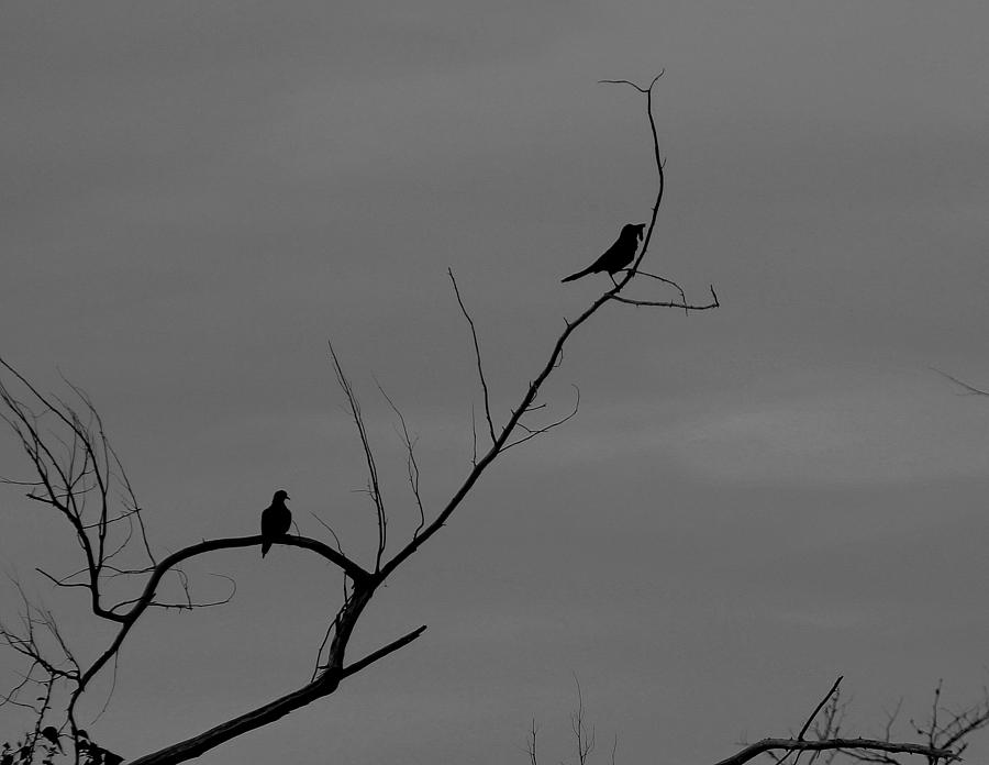 Bird Photograph - Bird Silhouette Black And White by Cathy Lindsey