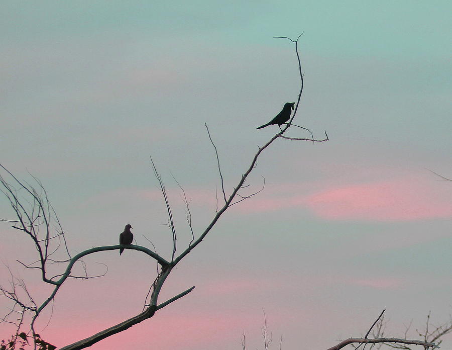 Bird Photograph - Bird Silhouette by Cathy Lindsey