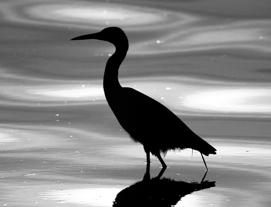 Bird Silhouette Photograph by Daniel Woodrum