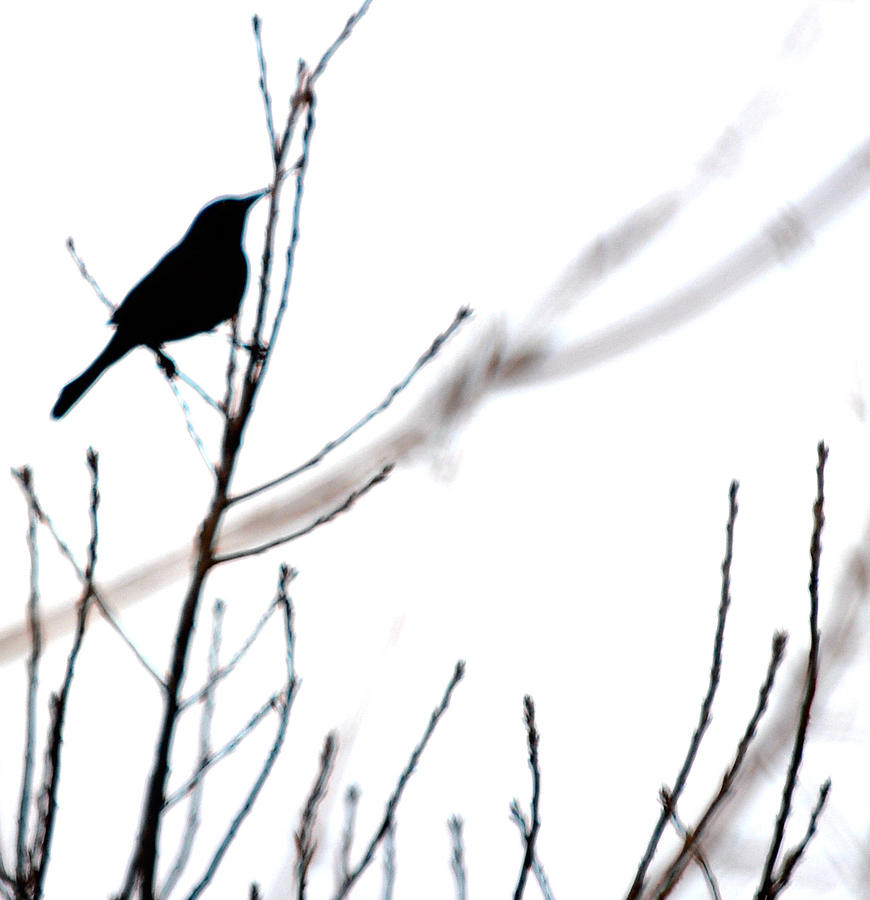 Bird Silhouette Photograph by Joan Han