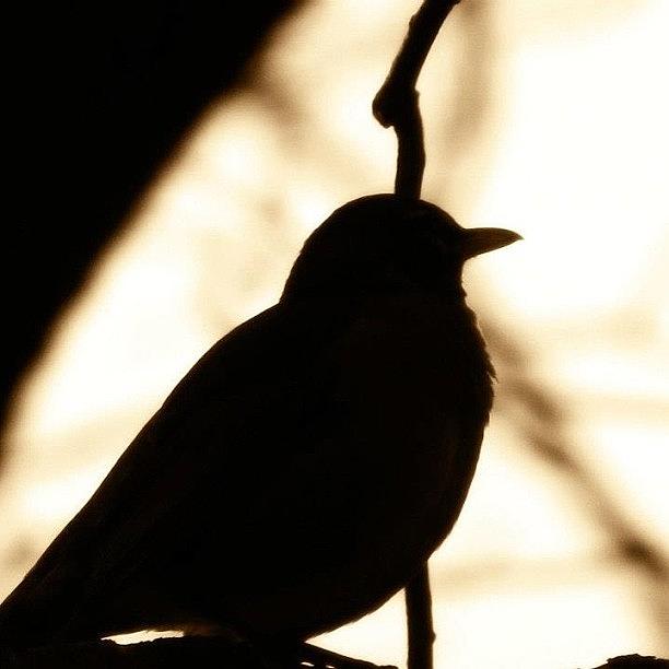 Bird Photograph - Bird Silhouette  by Nate Hart