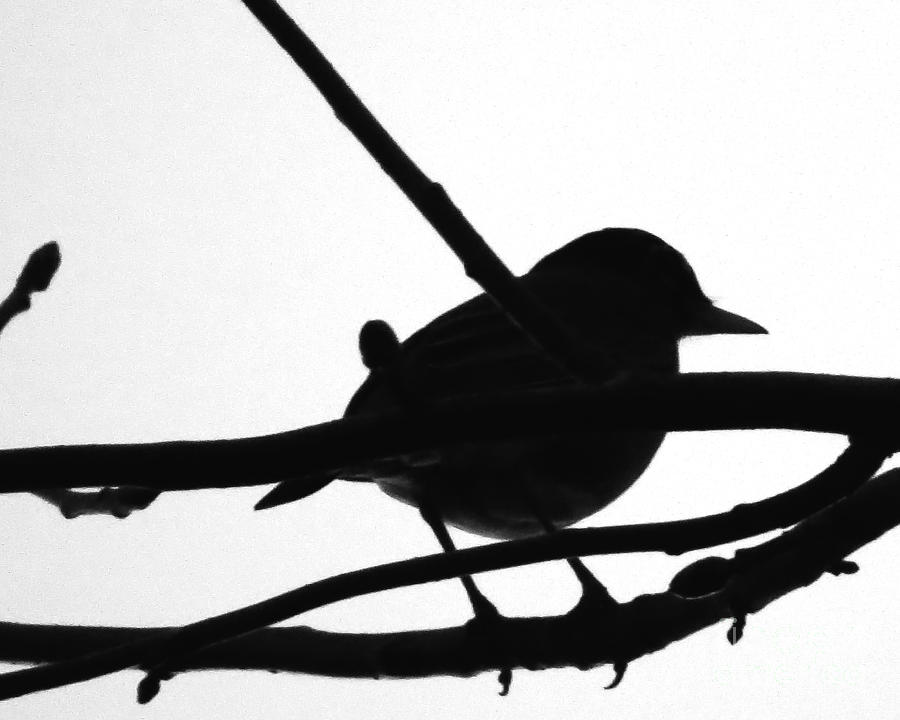 Bird Silhouette Photograph by Scott Cameron