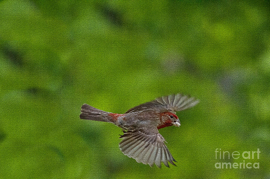 Bird soaring with food in beak Photograph by Dan Friend