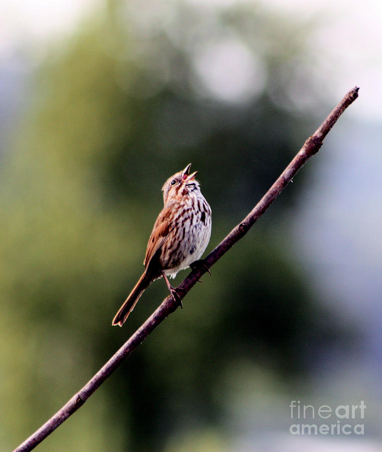 Bird Song Photograph by Nick Gustafson