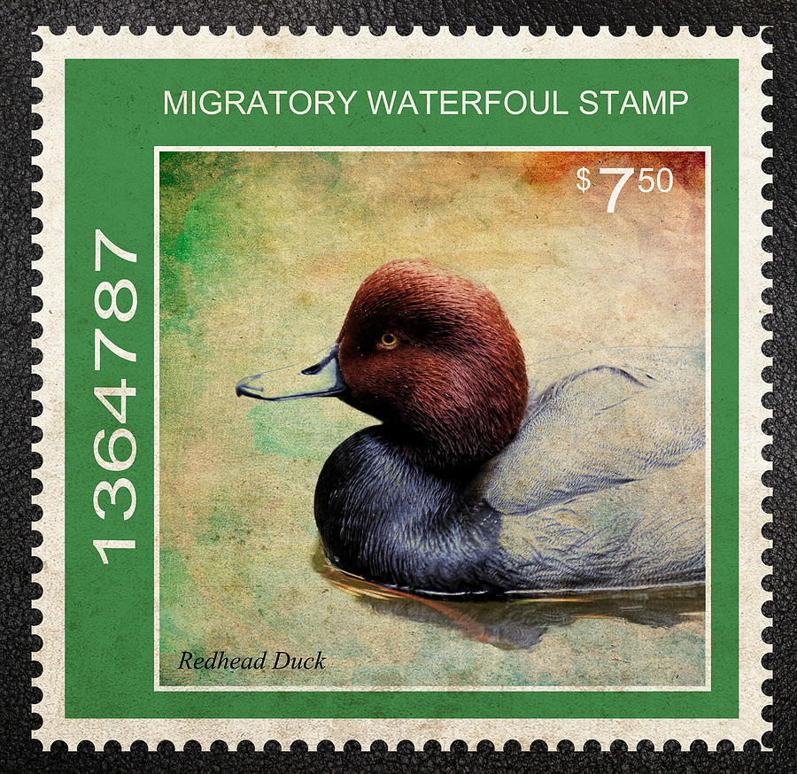 Drake Photograph - Bird Stamp by Steve McKinzie