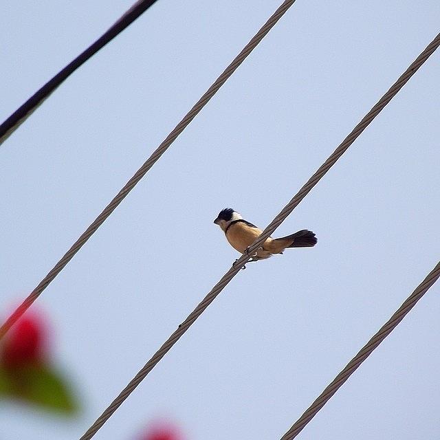 Nature Photograph - #bird #tiny #cute #nature #sweet by Monica Magallon