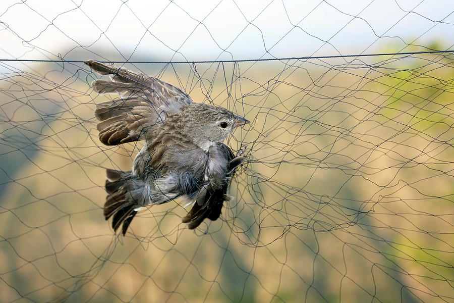 Understanding the Behavior of Trapped Cardinal Birds - Birds Of The Wild