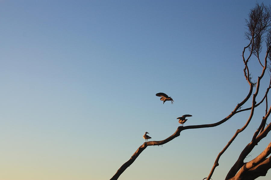 Bird Trio Photograph by Daniel Schubarth